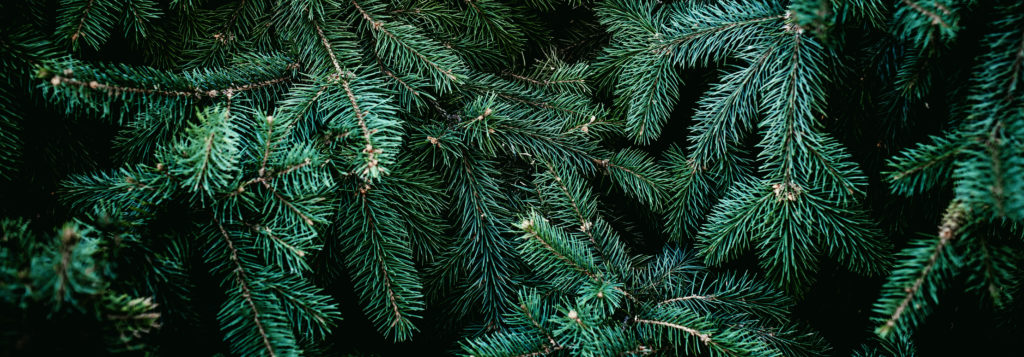 Advent - Love, Joy, Peace, Hope - Balsalmic Fir