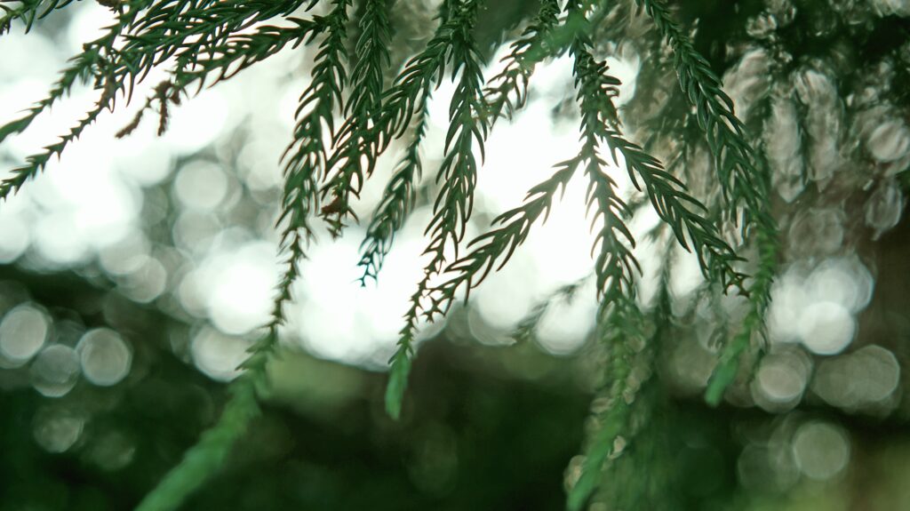 Advent-Devotional-Fir-Tree-Christmas-Family-Devotions-Free